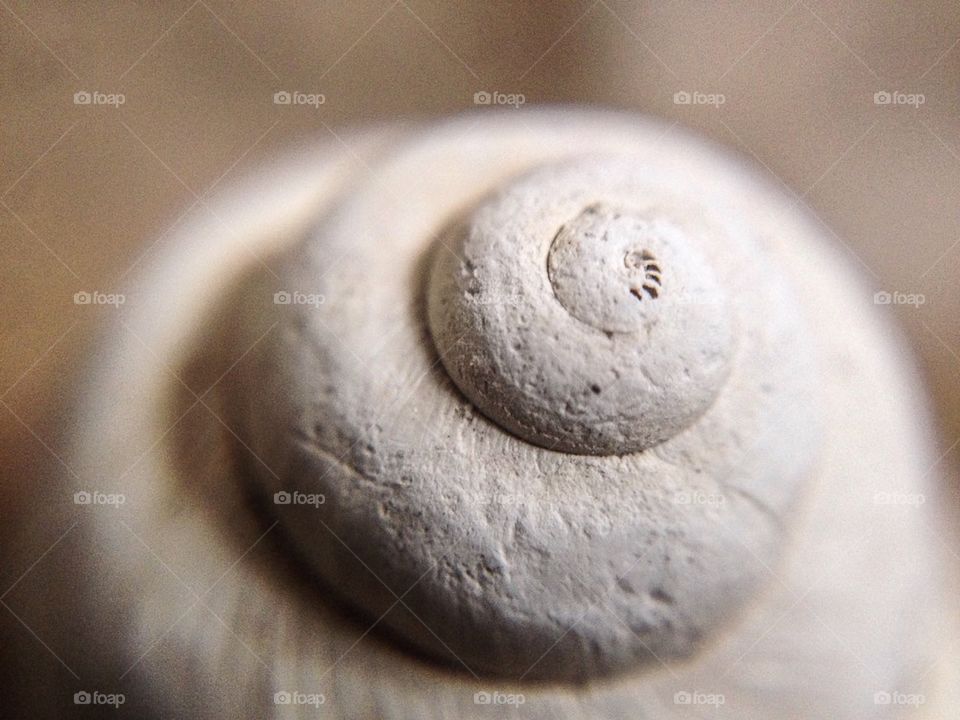 Freshwater Snail Shell