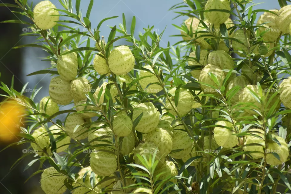 Fruit