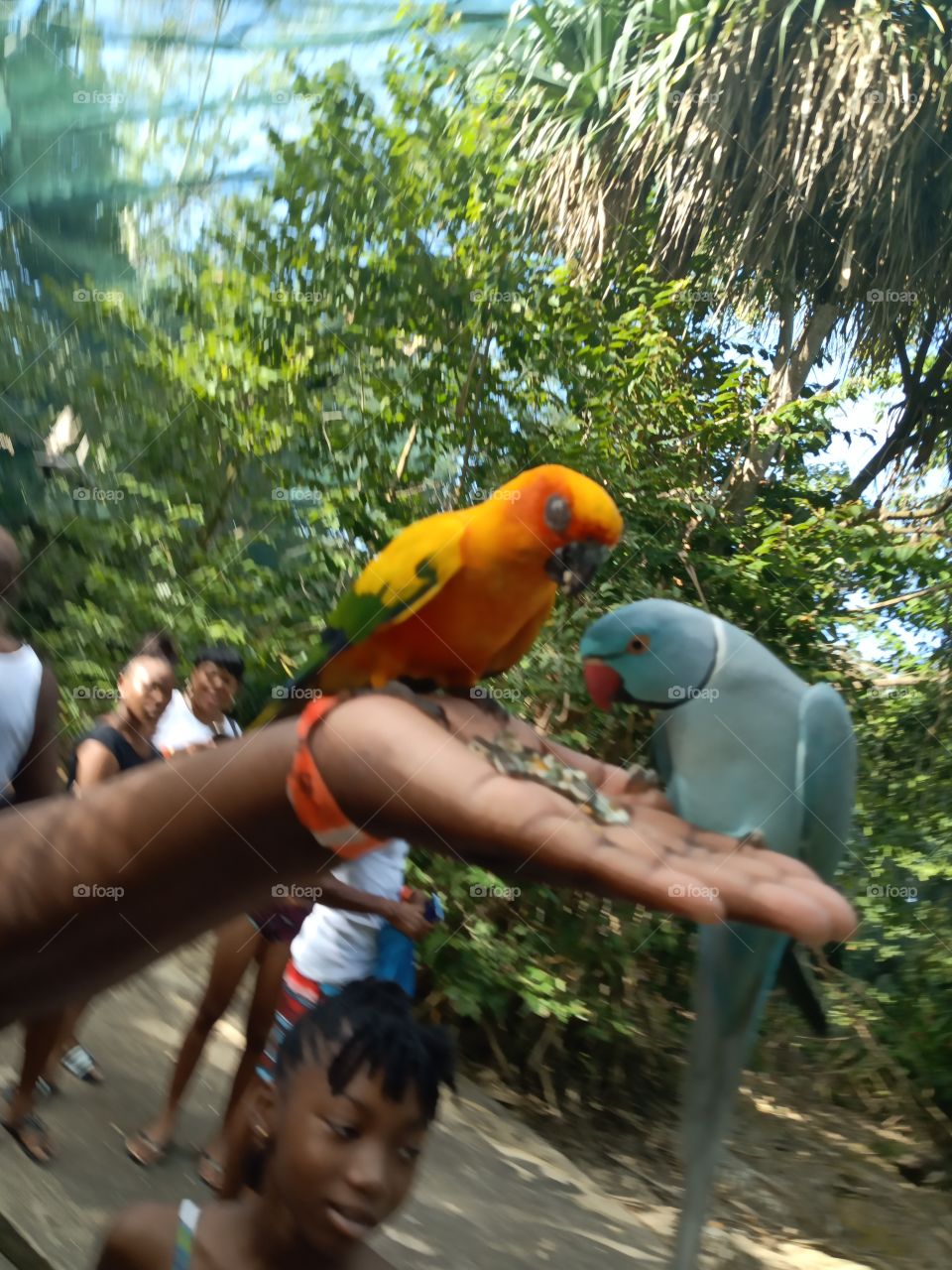 two bird in a hand