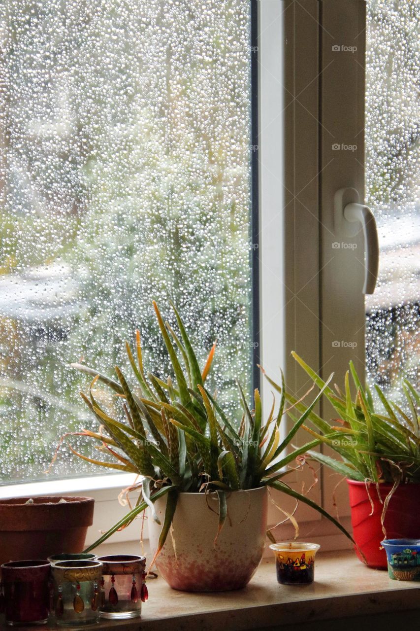 Close-up of potted plants on the windowsill  and raindrops in background 