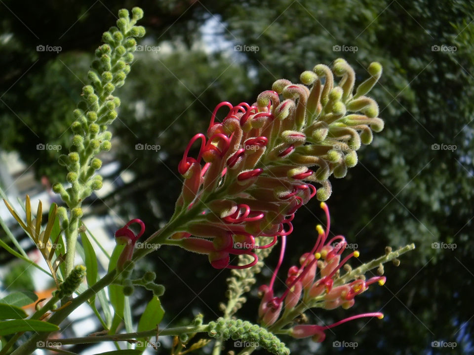 spring flowers