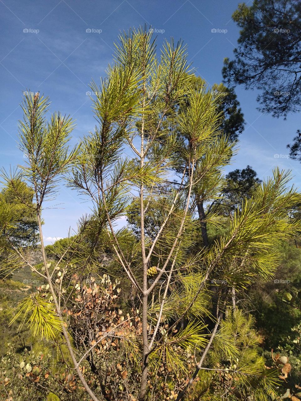 Tree and nature