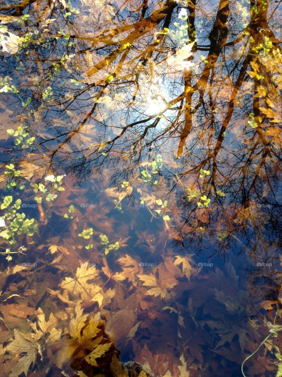 Autumn leaves underwater