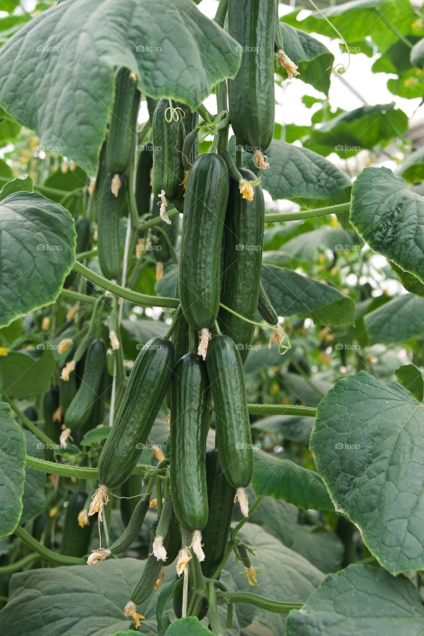 Getting cucumbers 