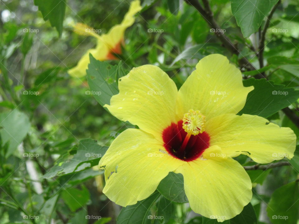 Hibiscus flower