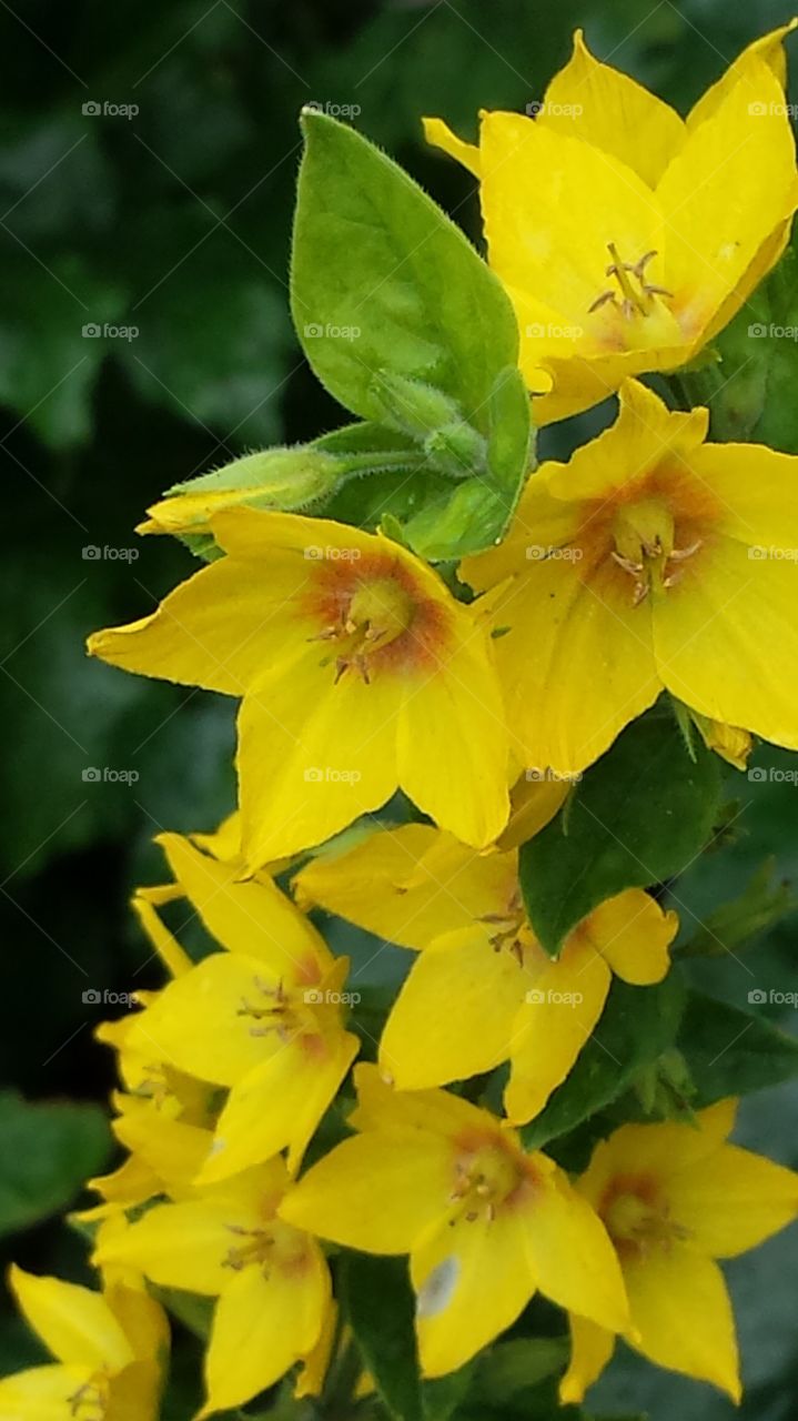 sunshine yellow flowers