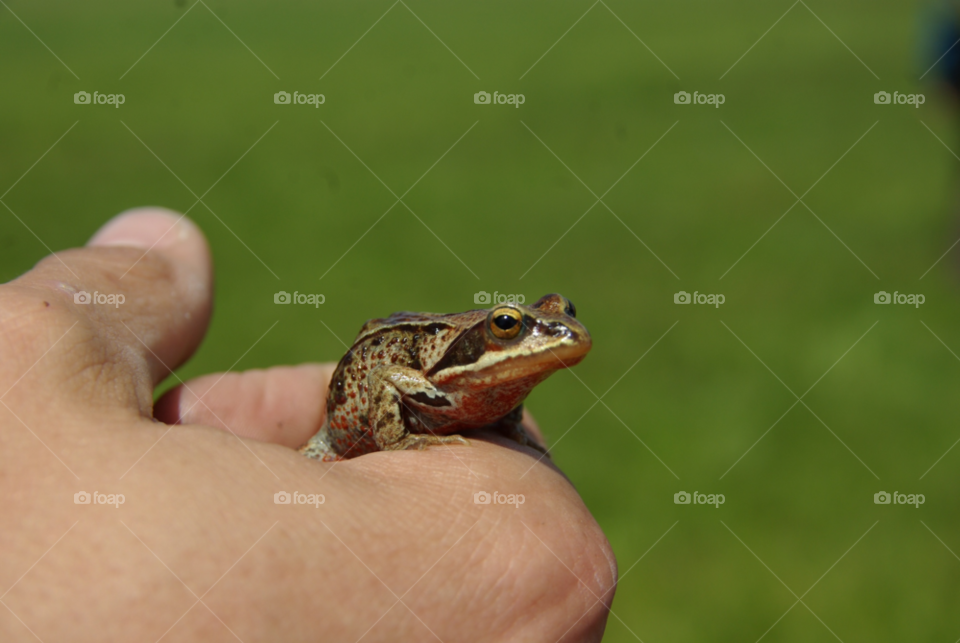 pond animal eye frog by Bea