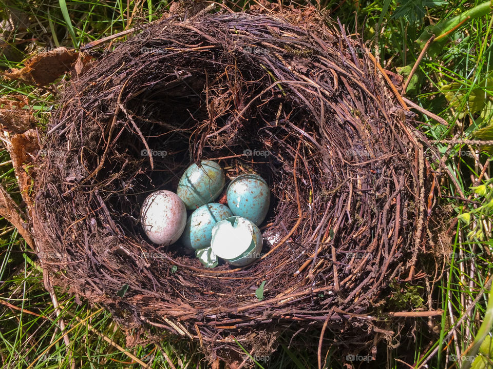 Birds nest. 