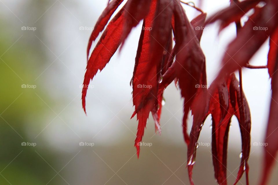 red maple leaves ... newly formed.