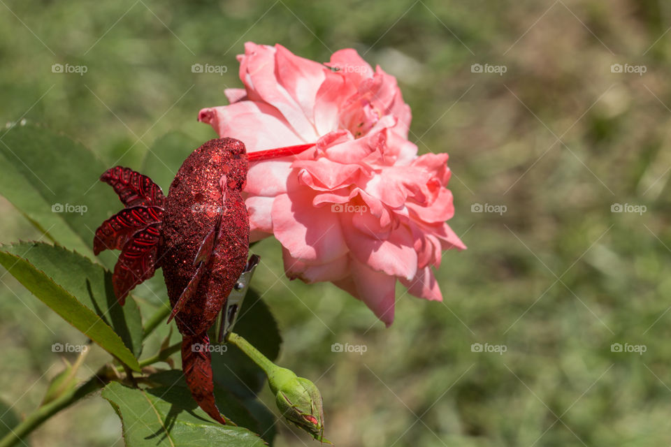 red hummingbird