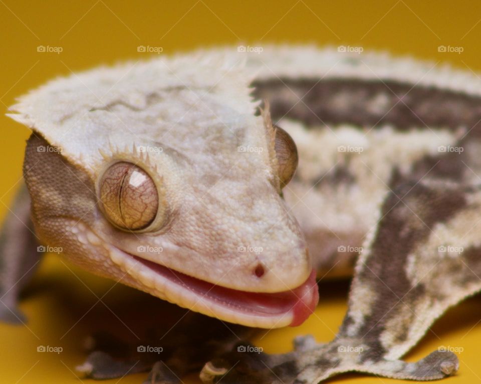 Crested Gecko licking his lips