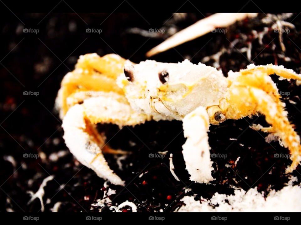 crab sand crab little crab by lightanddrawing