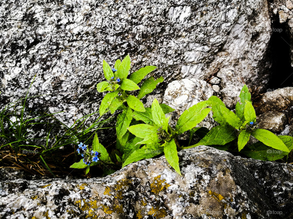 Herbs and shrubs