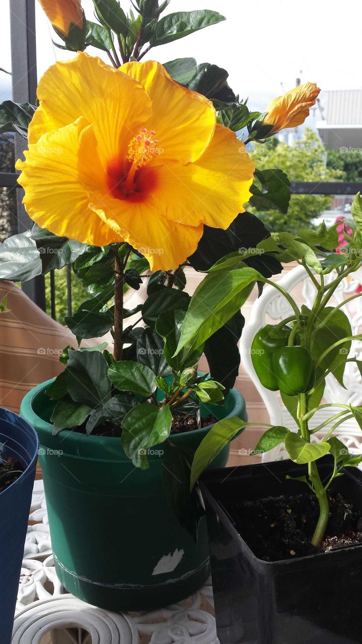 hibiscus and sweet peppers!