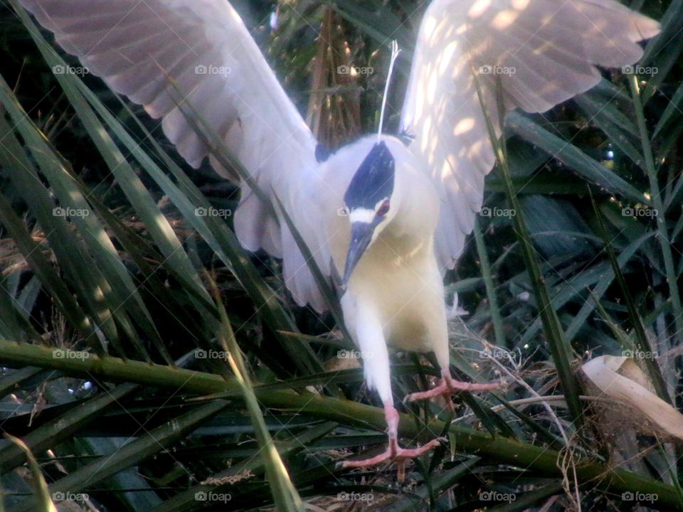 Black-crowned Night Heron Flying from Tree