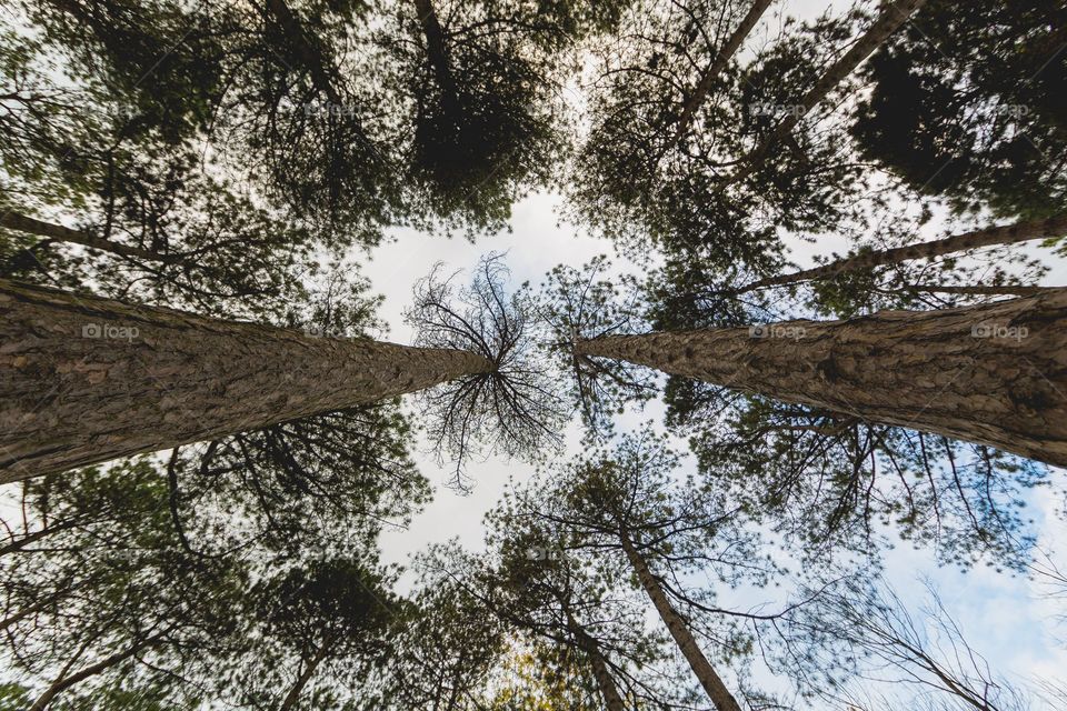 Looking Up Through Pines