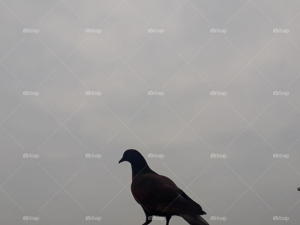 pigeon