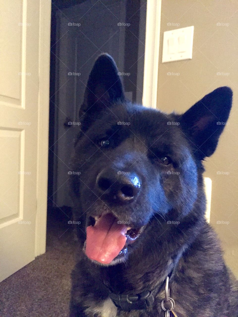 Akita. Sweet boy Akita just hanging out.