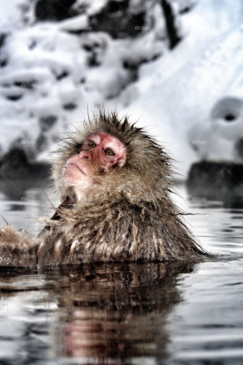 Japanese snow monkey deep in thought . Japanese snow monkey deep in thought, Japan 