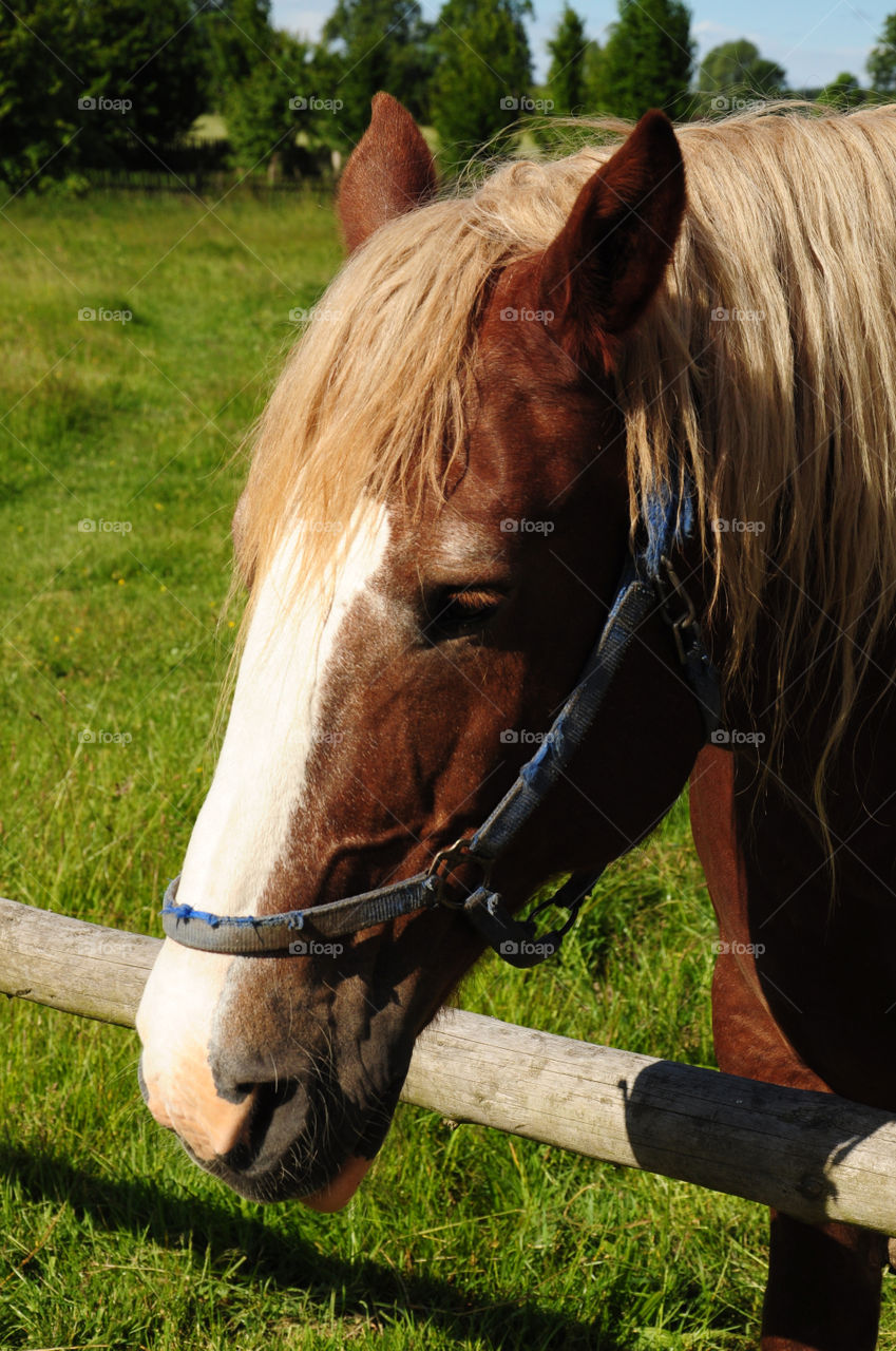 horse in the polish countryside