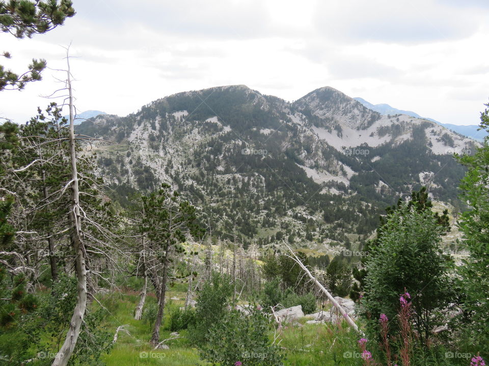 Mountain Orjen Montenegro green valley with tree trunks and distant mountain range