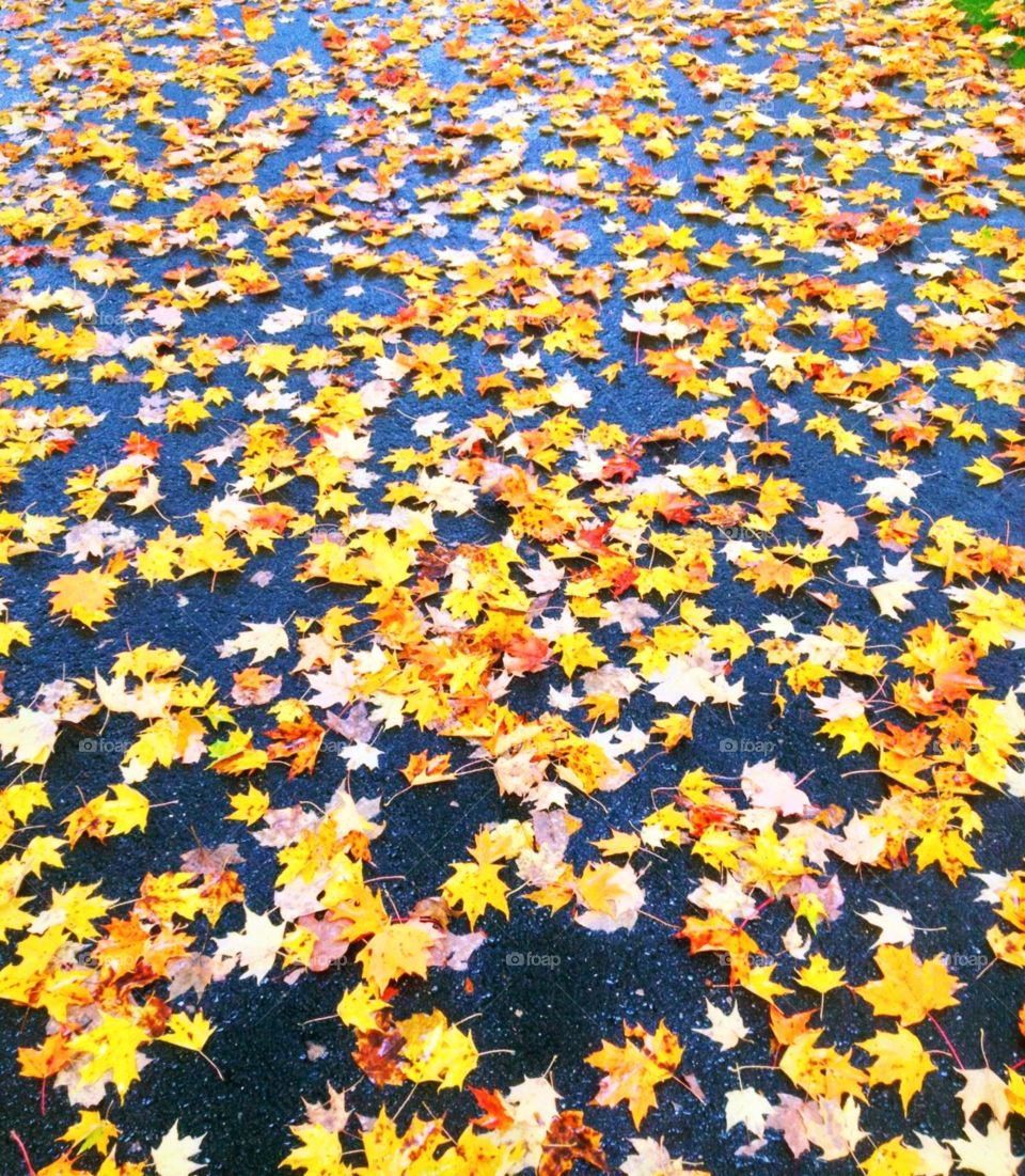 Fall leaves . Fall in New Hampshire 