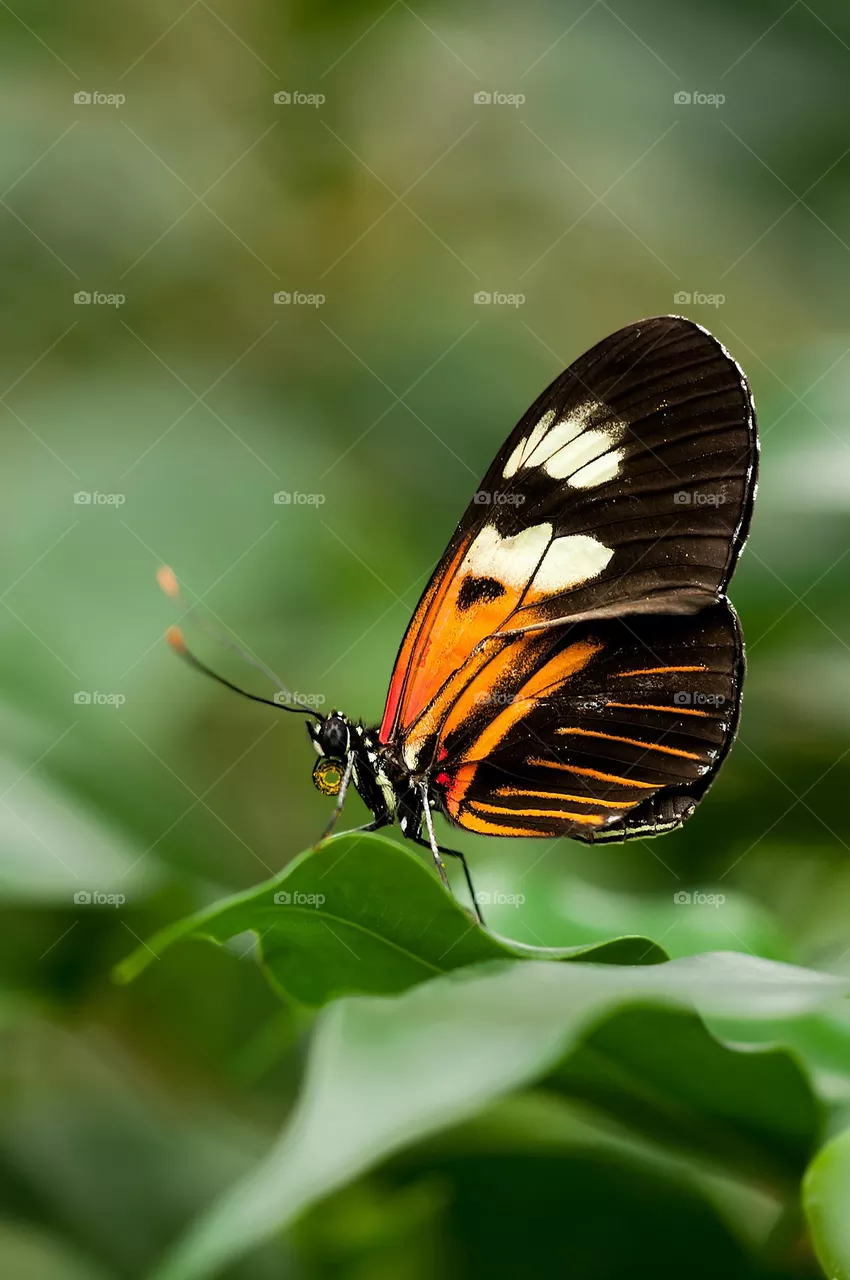 butterfly