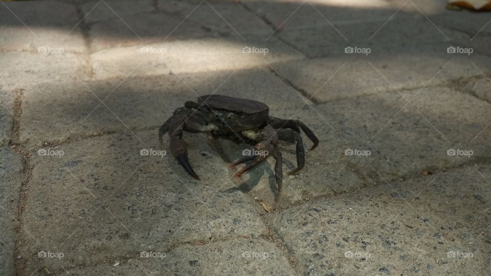 river crab