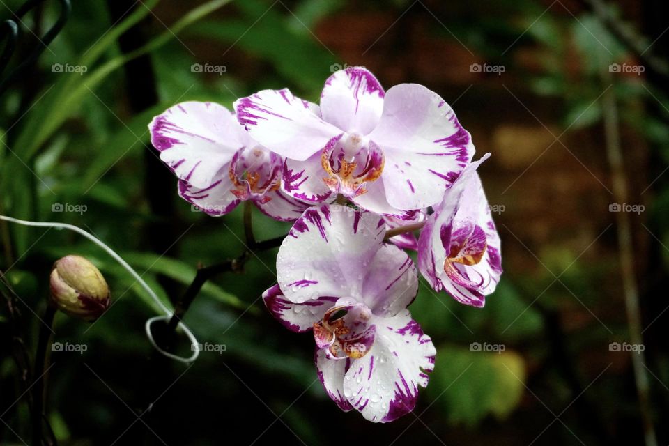 Details of Phalaenopsis Orchid 