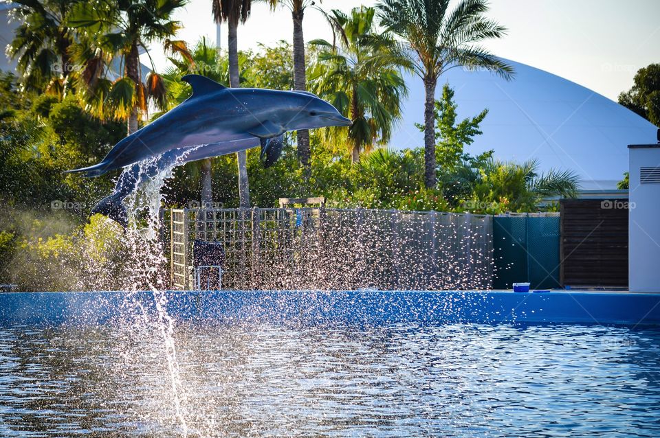 Close-up of dolphins jumping in the air