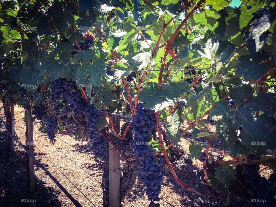 Grapes at vineyard 