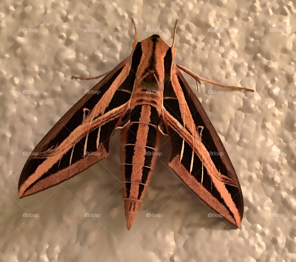 Beautiful Sphynx Moth.