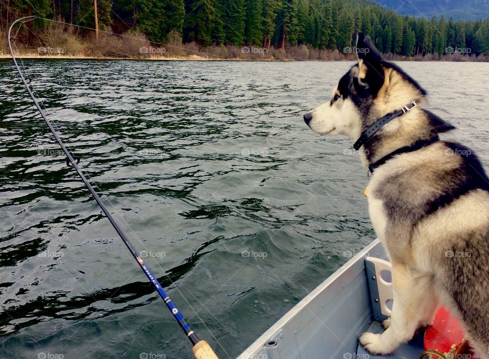Life of a fishing dog 