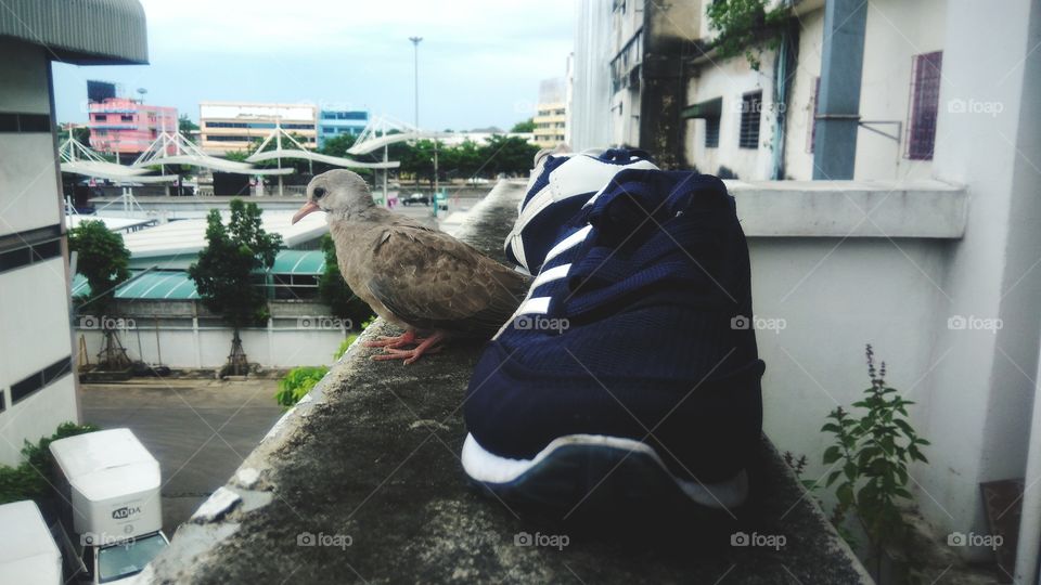 Dove standing with shoes outside the building