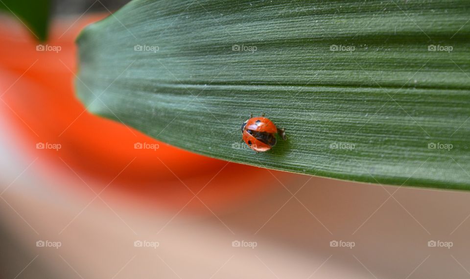 Ladybug on leaf