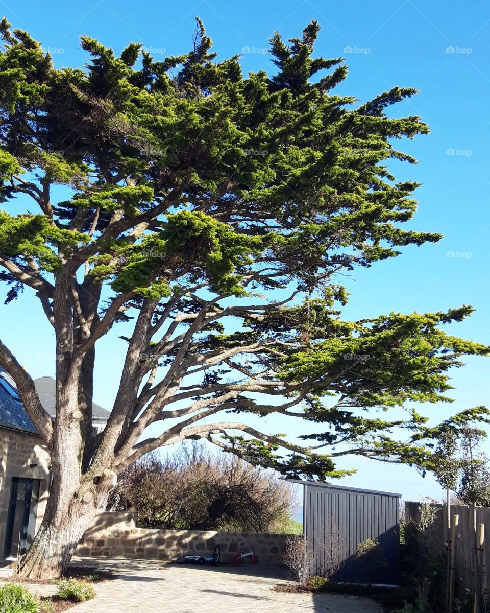 beautiful tree in Normandy