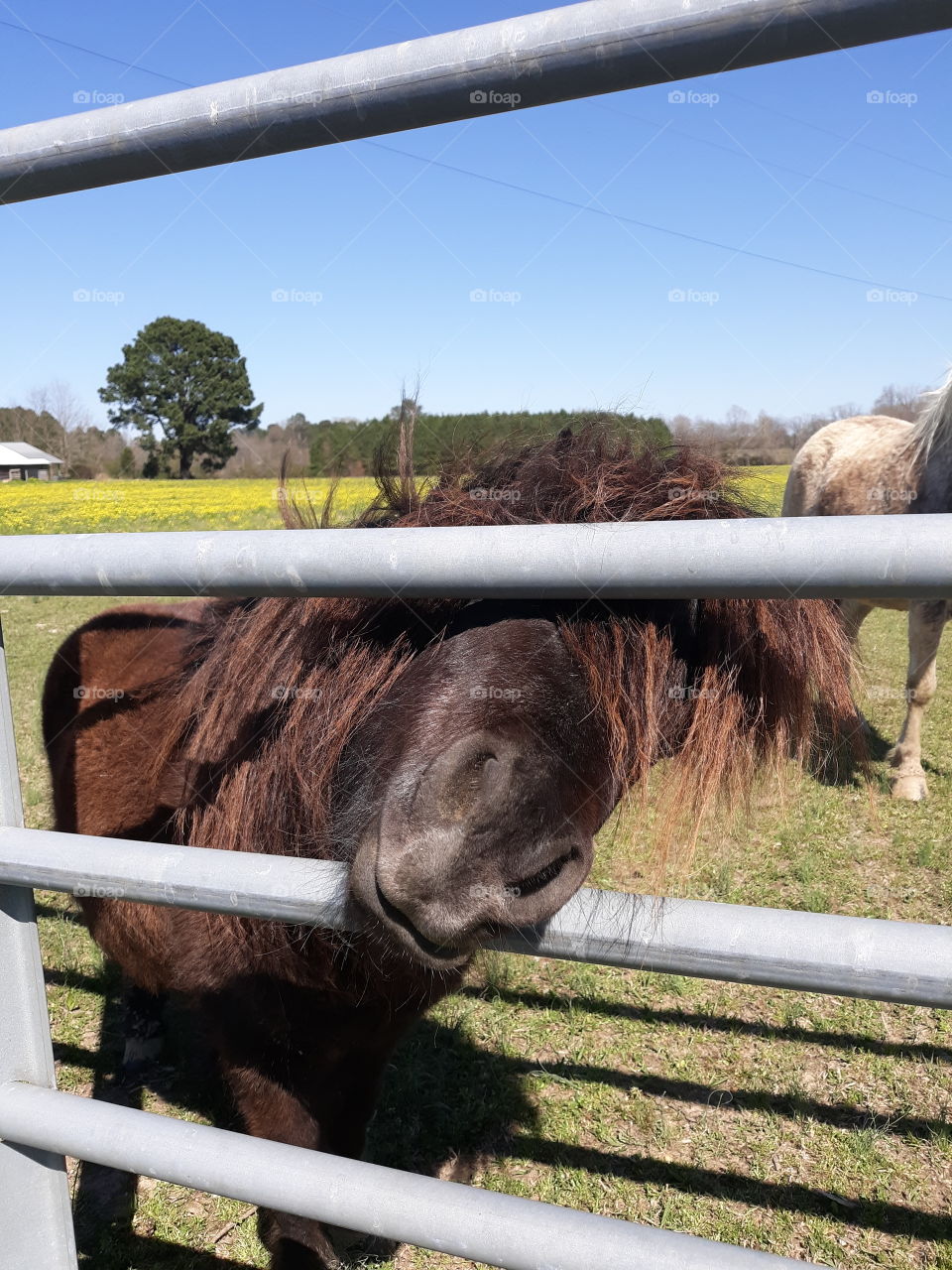 Horses ready to be petted