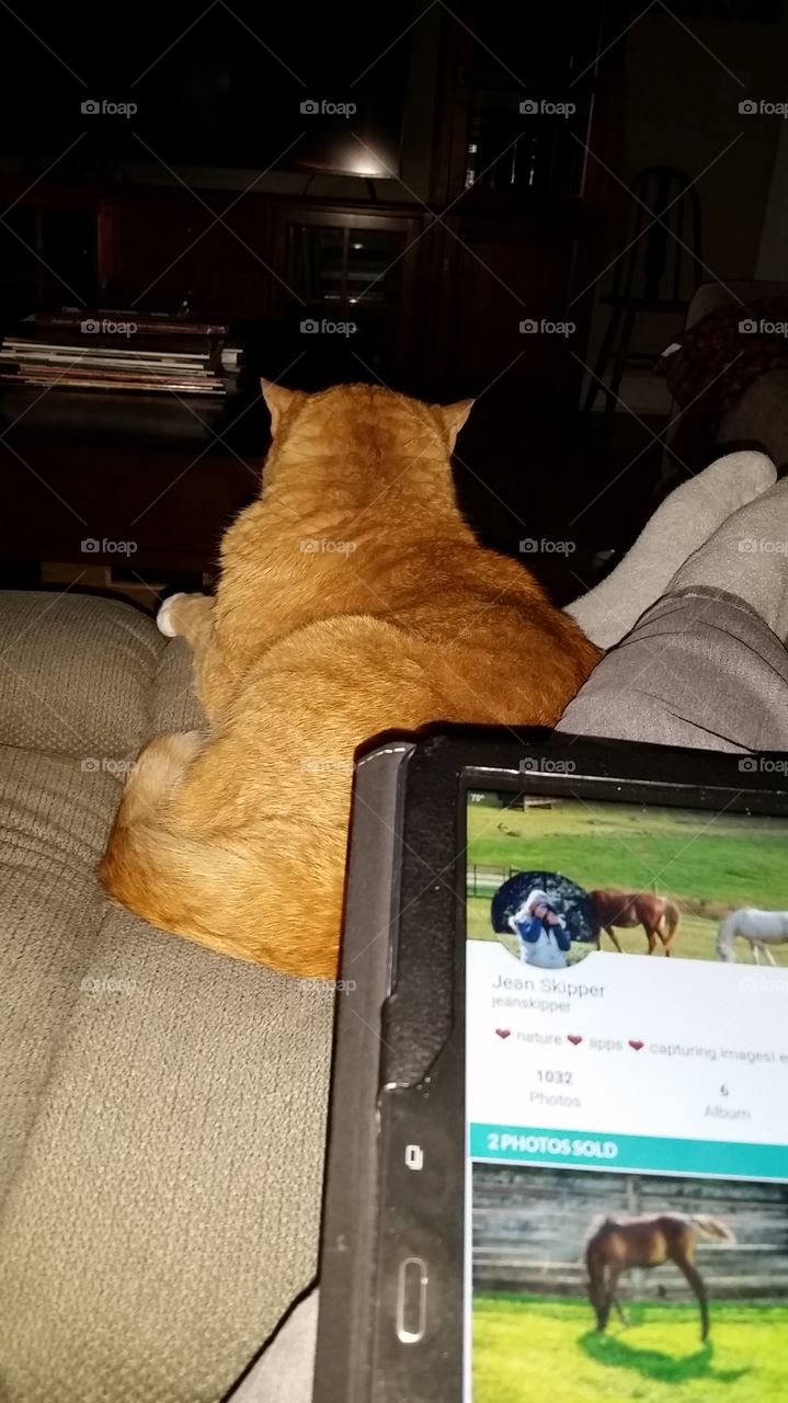Cat, Tablet with Foap