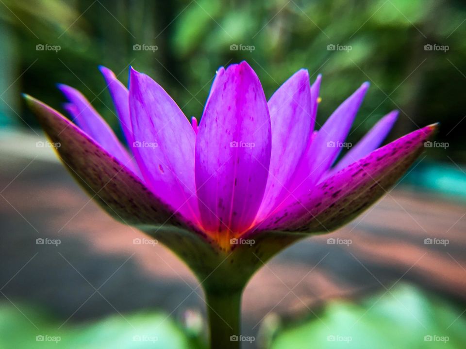 Beautiful Water Lily