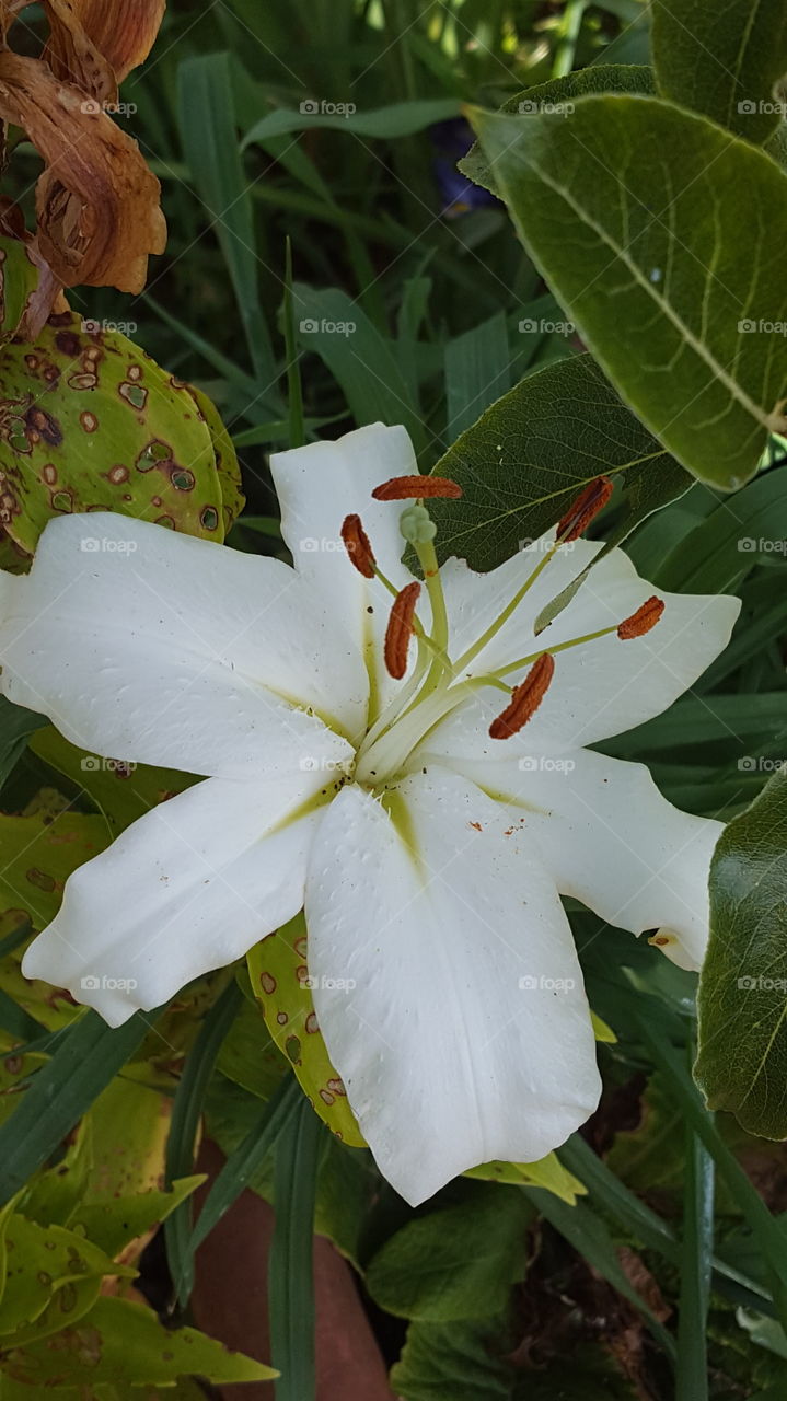 white lilly