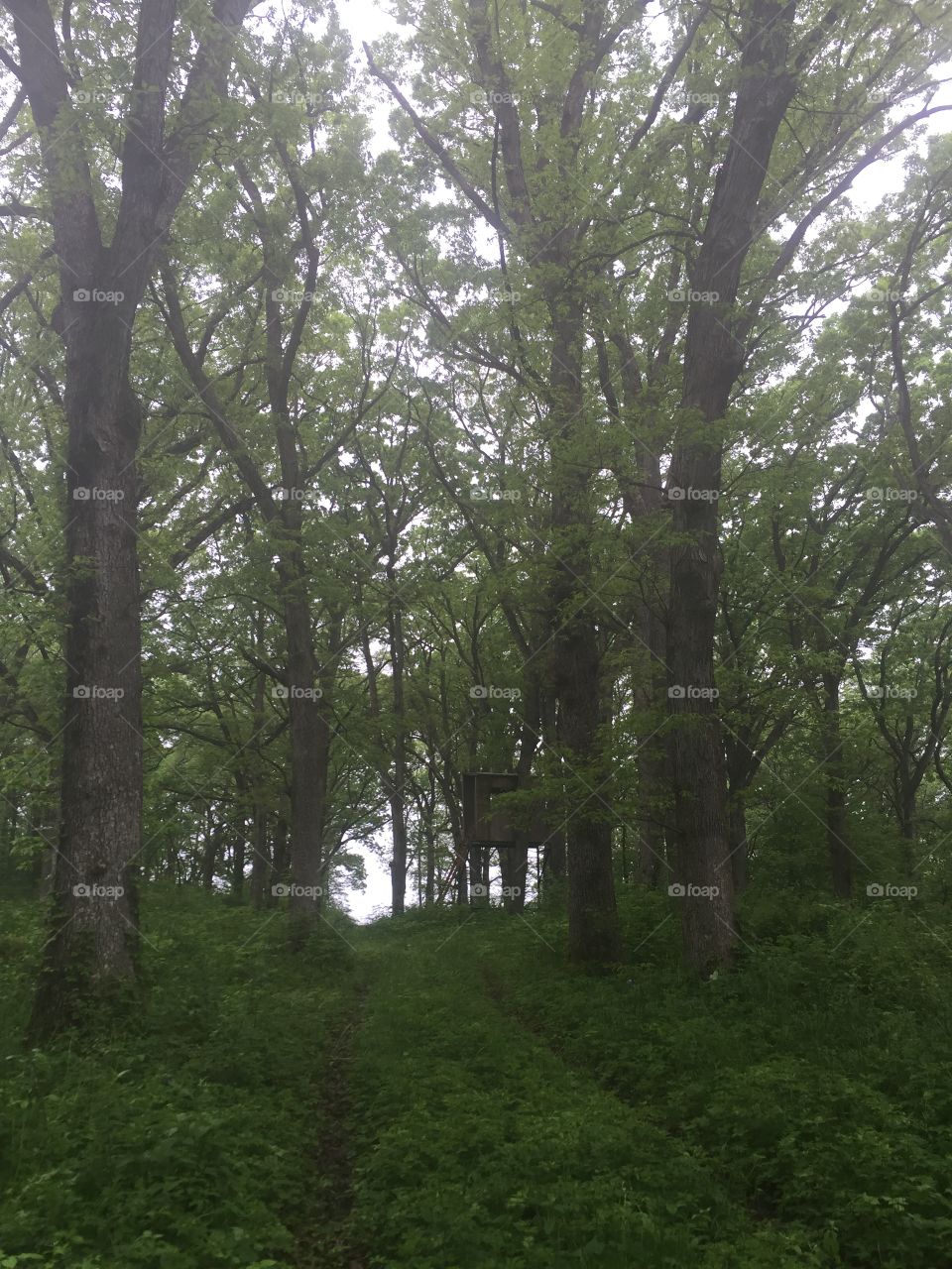 An overgrown hiking trail in an Iowa forest