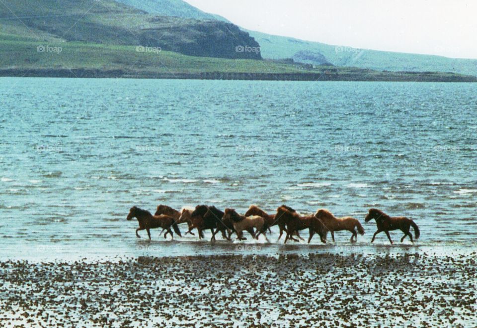 Icelandic Horses