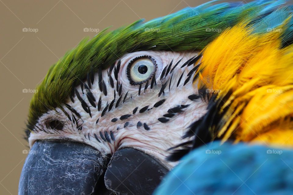 Multi-coloured parrot