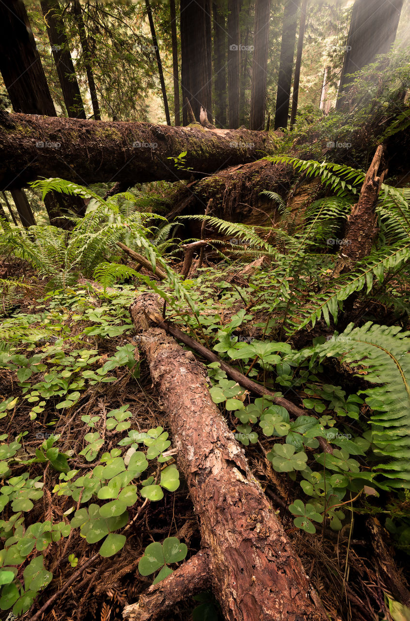 Fallen Giants