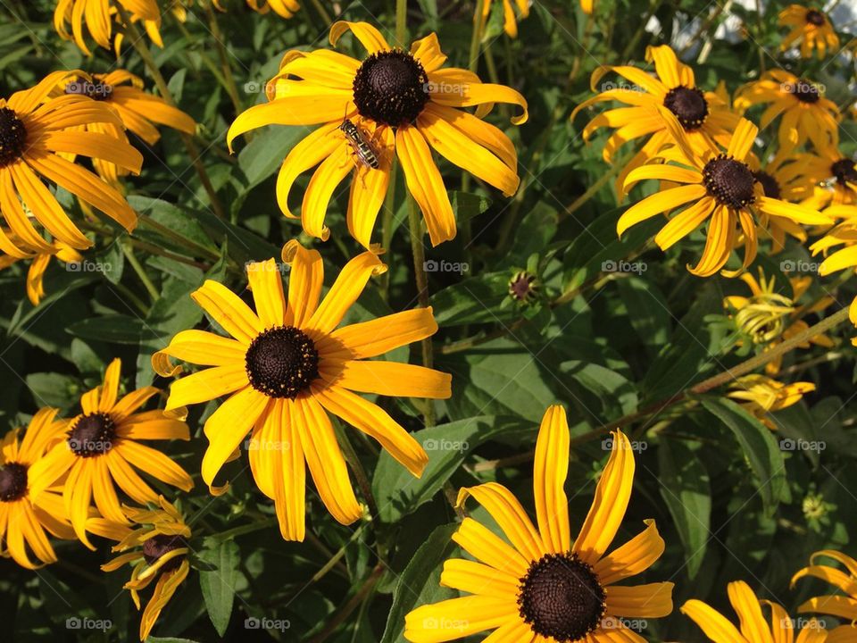 Black-eyed Susans