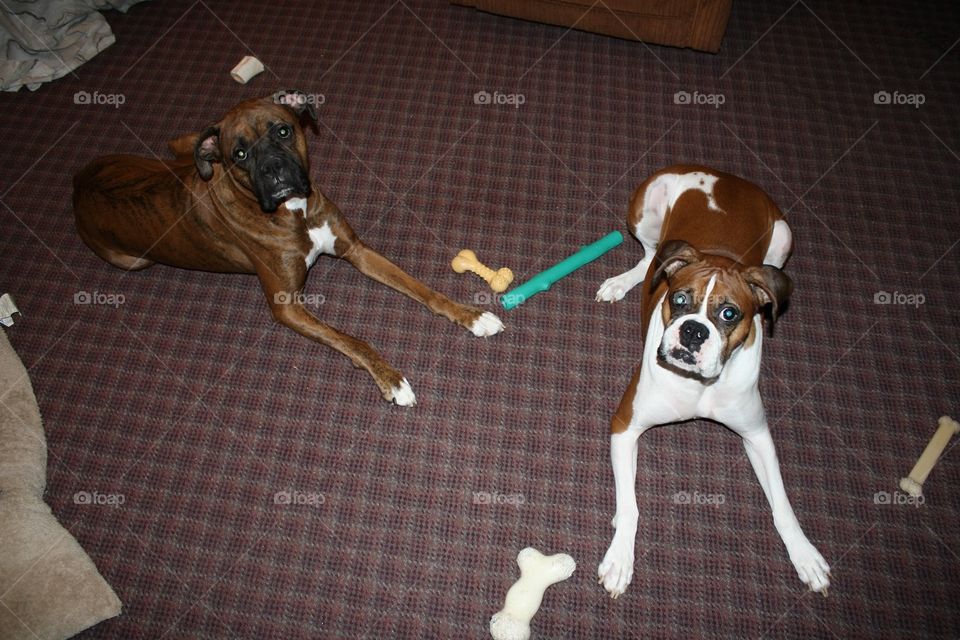 2 Boxer dogs