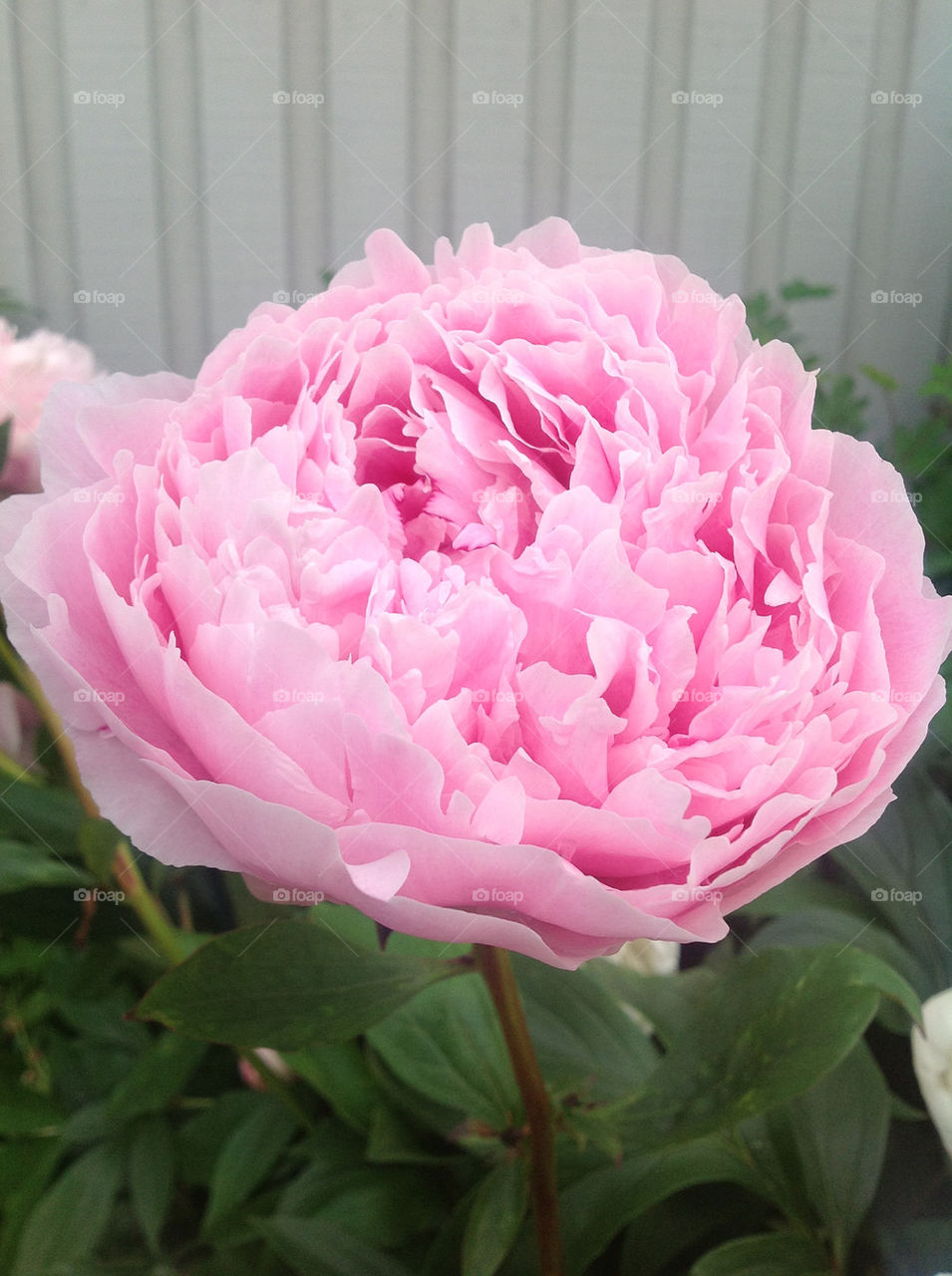 pink flower summer rose by vera