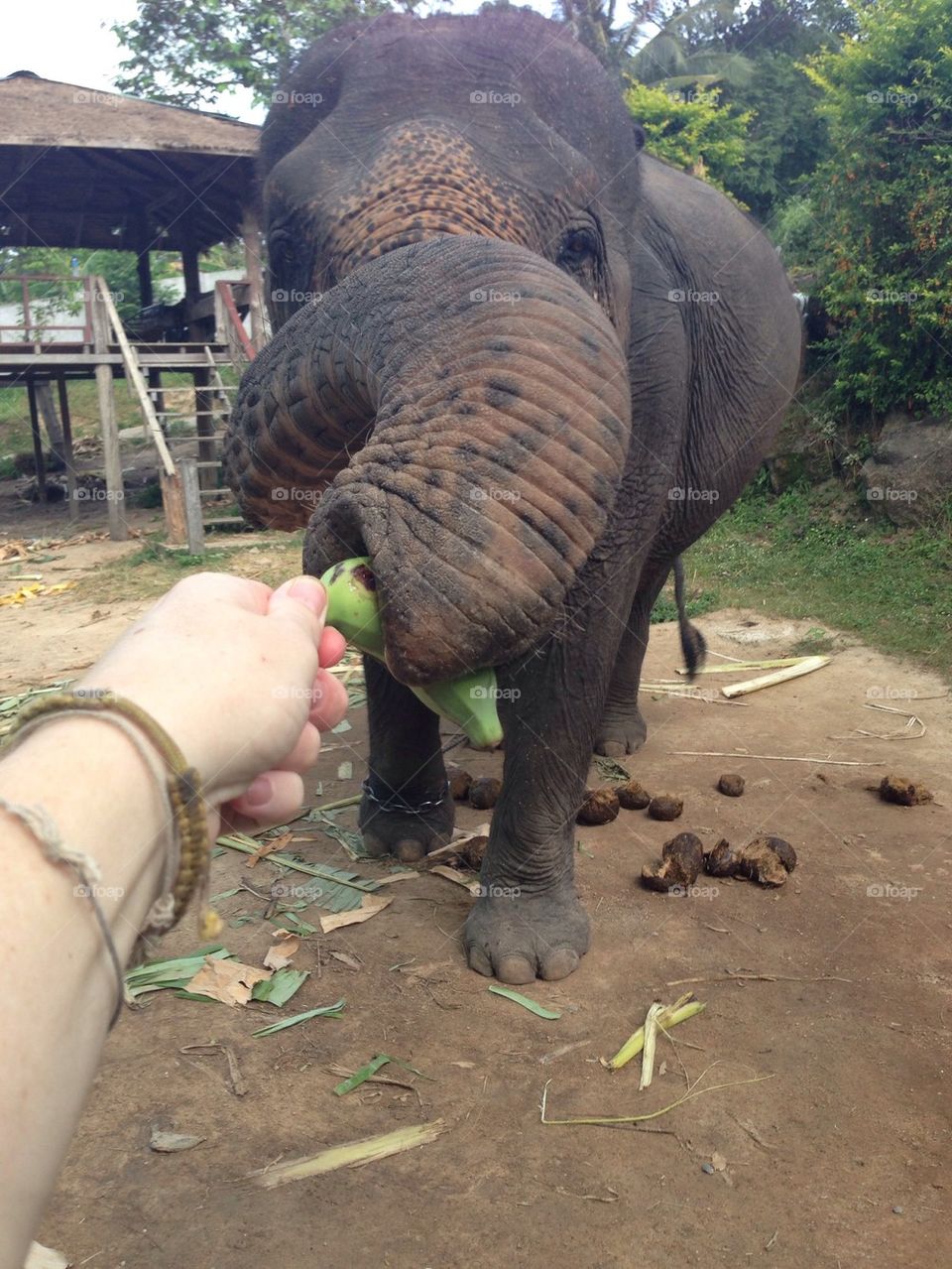 Elephant feeding.
