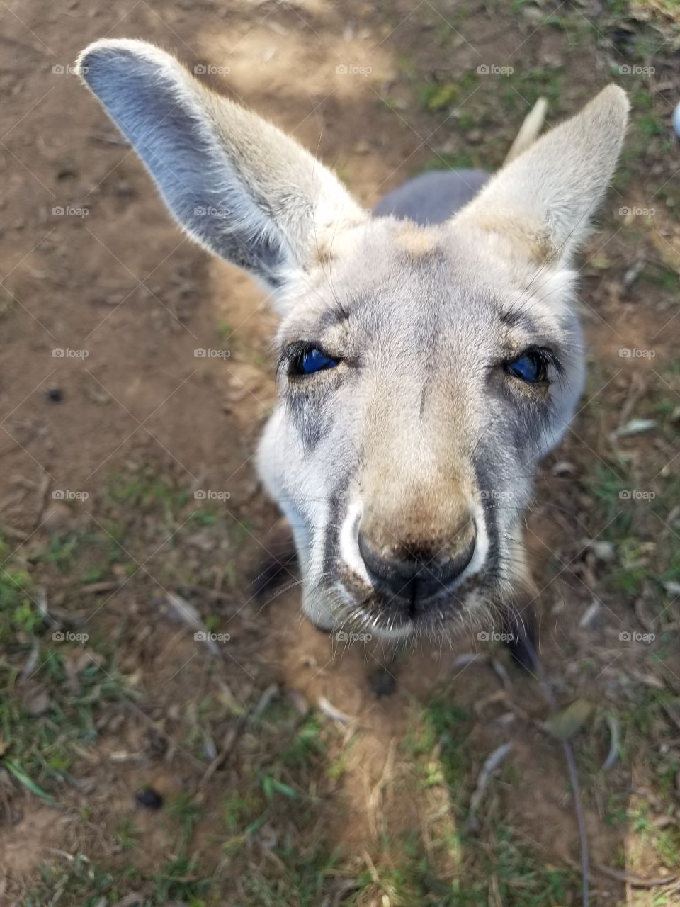 baby kangaroo face up closr