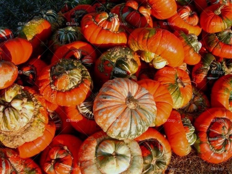 Pile of Turbin pumpkins